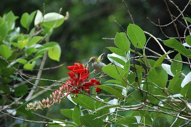 4-Day Jungle Experience in Taman Negara from Kuala Lumpur - Day two: Teresek Hill and views toward Mount Tahan