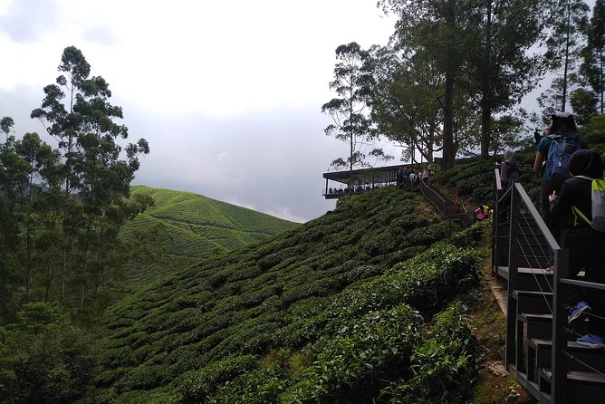 Amazing Cameron Highland Day Tour From Kuala Lumpur - Raju Hill Strawberry Farm: a hands-on farm visit
