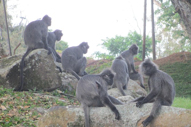 Batu Caves,Hot Spring, Monkey & Fireflies Tour with Dinner - Kampung Kuantan fireflies by boat
