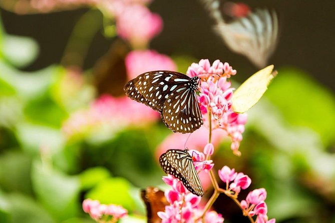 Bird Park & Butterfly Farm Nature Tour From Kuala Lumpur - Butterfly Park: close views in a planted setting
