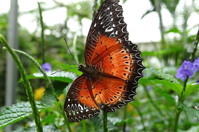 Cameron Highland Day Tour from Kuala Lumpur - BOH Tea Plantation and factory visit