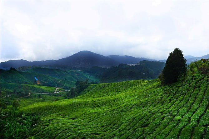 Cameron Highland Day-Trip from Kuala Lumpur - Key things to know before you book