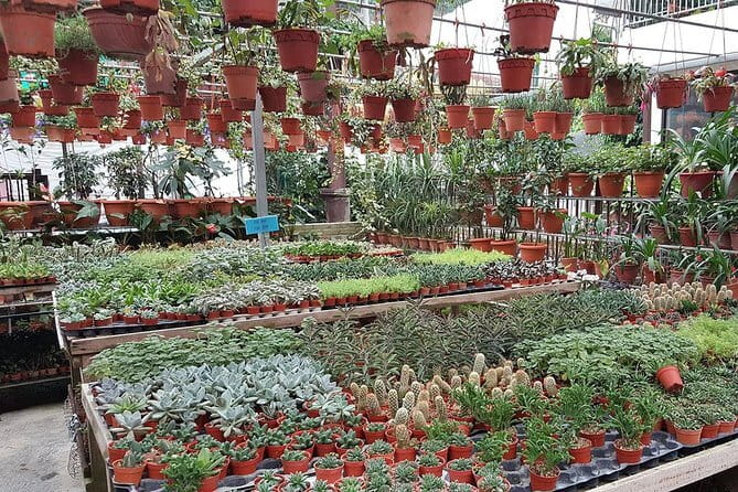 Cameron Highland Day-Trip from Kuala Lumpur - The reliability question deserves attention