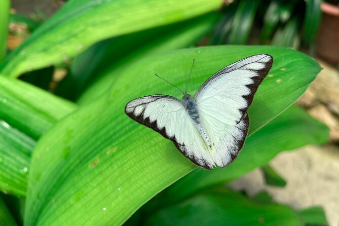 Cameron Highland Full Day Tour from KL City (Private) - Why Cameron Highlands works as a day trip from Kuala Lumpur