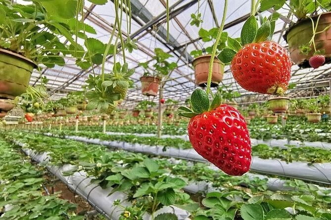 Cameron Highland Full Day Tour from KL City Private Tour - BOH Tea Plantation and the story behind the cup