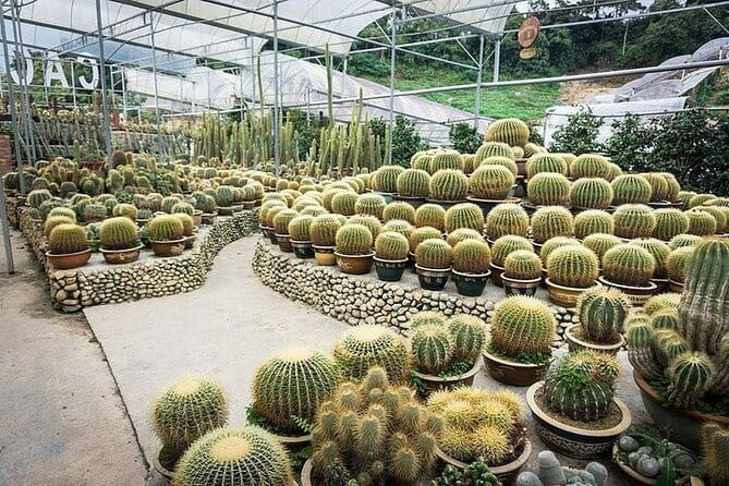 Cameron Highland Full Day Tour from KL City Private Tour - Leaving Bukit Bintang at 7:00 am