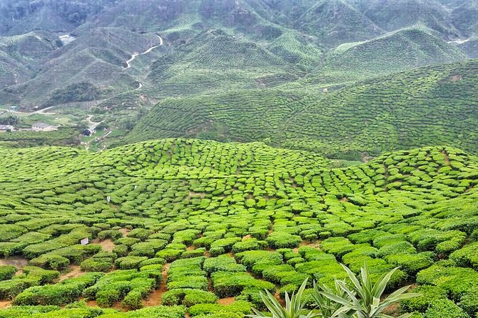 Cameron Highland Full Day Tour from KL City (Private) - The tea plantations are the main event