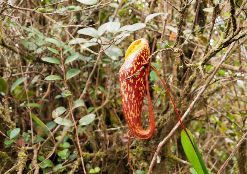 Cameron Highlands 1 Day Tour from Kuala Lumpur - Key points to know before booking