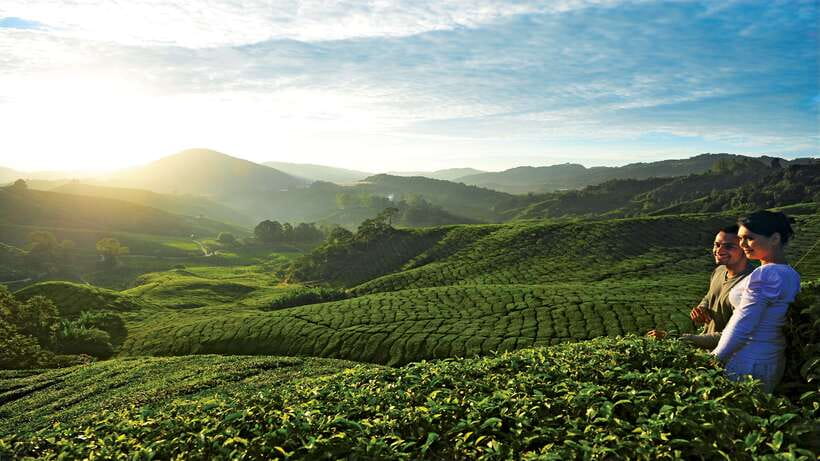Cameron Highlands 1 Day Tour from Kuala Lumpur - Practical ways to get more from the day