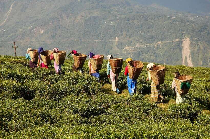 Cameron Highlands 1 Day Tour from Kuala Lumpur - Strawberries, vegetables, and the commercial farm stops