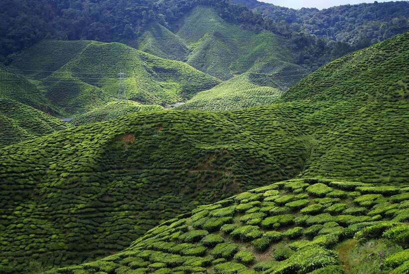 Cameron Highlands 1 Day Tour from Kuala Lumpur - Butterfly, insect, and bee attractions