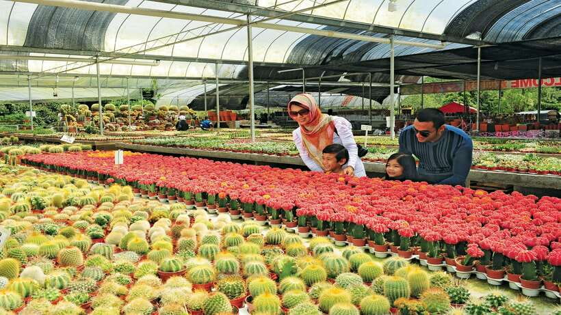 Cameron Highlands 1 Day Tour from Kuala Lumpur - What the private format adds