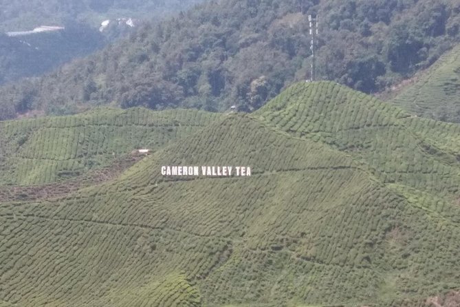 Cameron Highlands 3 Days 2 Night Tours Private (per Vehicle) - Boh Tea Estate, the classic plantation stop