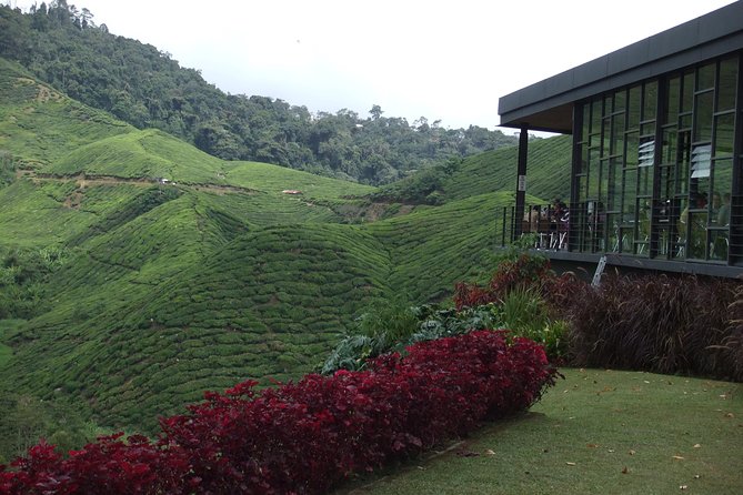 Cameron Highlands Amazing Day Trip Tour with Local Lunch - Tea views at Cameron Bharat Tea Estate