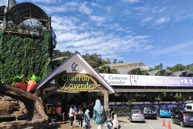 Cameron Highlands Day Trip From Kuala Lumpur - Tea and scones at Cameron Valley or Bharat Tea