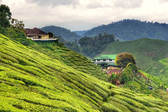 Cameron Highlands Full-Day Nature Tour - Why Cameron Highlands makes a worthwhile day trip