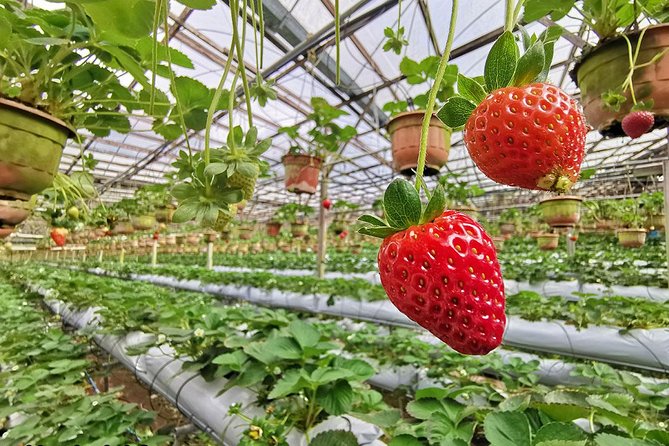 Cameron Highlands Full-Day Nature Tour - Big Red Strawberry Farm: seasonal picking and local produce