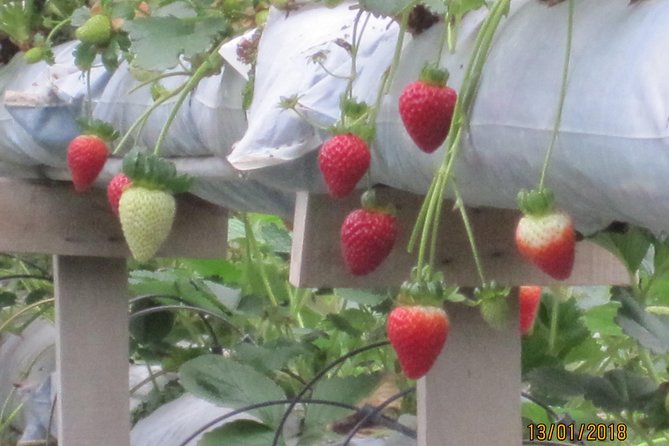 Cameron Highlands, Garden of Nature Full Day Private Guided Tour - Farms, flowers, and markets show how the highlands eat