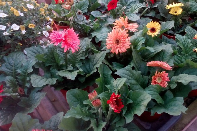 Cameron Highlands, Garden of Nature Full Day Private Guided Tour - Steam-boat lunch is a practical local specialty