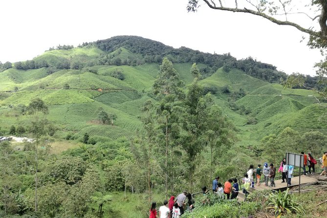Cameron Highlands, Garden of Nature Full Day Private Guided Tour - What the $166.48 price really buys