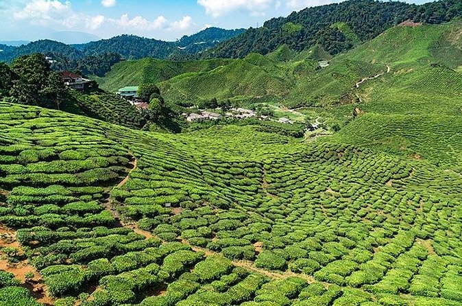 Cameron Highlands One Day Trip from Kuala Lumpur Privately Organised - A realistic look at the 12-hour pace