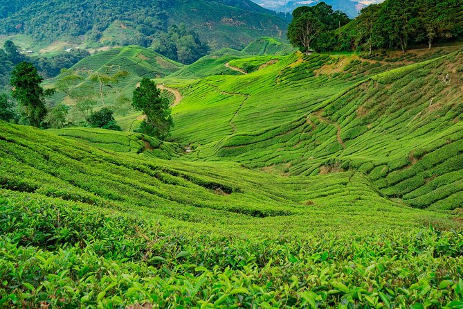 Cameron Highlands One Day Trip from Kuala Lumpur Privately Organised - Cameron Bharat Tea Estate and the wide valley view