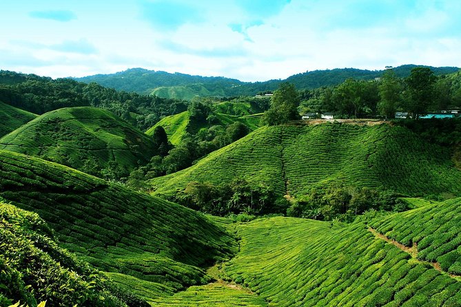 Cameron Highlands Tour from Kuala Lumpur - Picking strawberries at Healthy Strawberry Farm