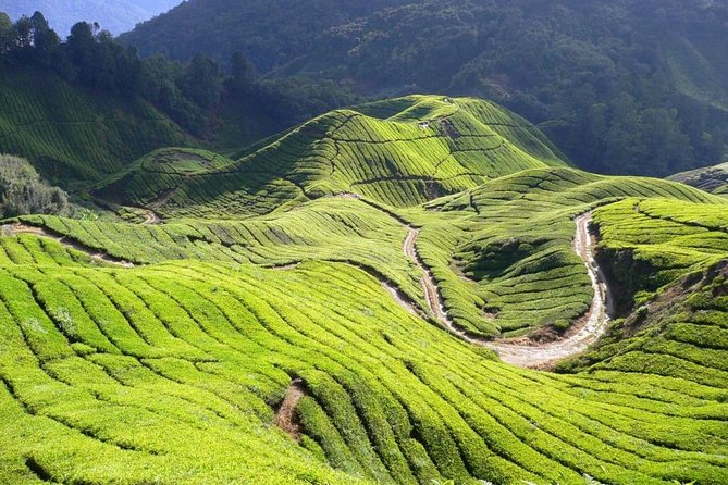 Cameron Highlands Tour from Kuala Lumpur - Kea Farm Market brings you closer to local produce