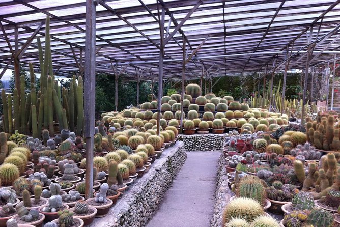 Cameron Highlands Tour From Kuala Lumpur (Private Tour) - Tanah Rata and Cameron Valley Tea Estate