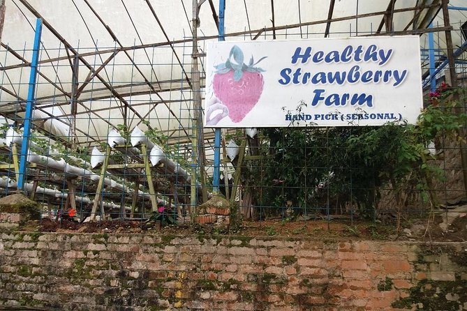 Cameron Highlands Tour From Kuala Lumpur (Private Tour) - Honey farms and the taste of Cameron Highlands