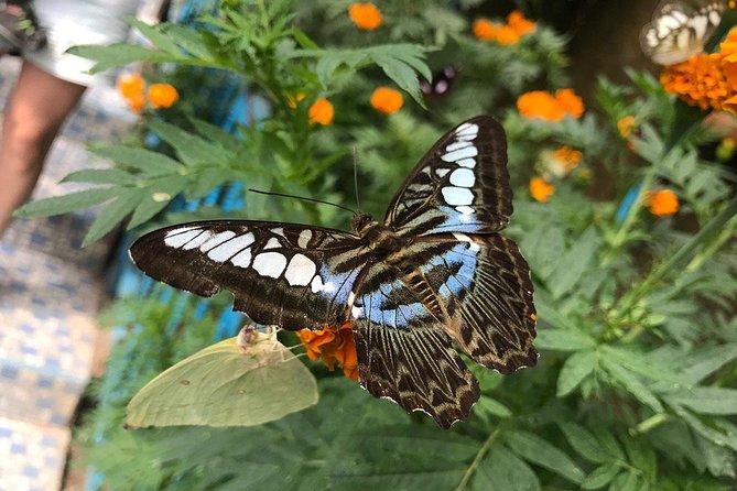 Cameron Highlands Tour on Private Basis - Butterflies, insects, honey, and gardens