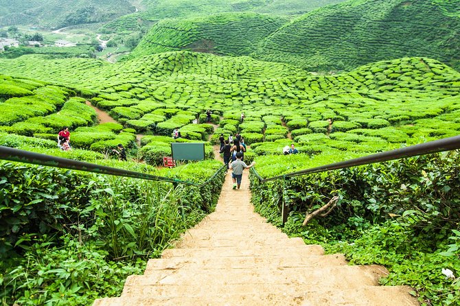 Cameron Highlands Tour on Private Basis - Lunch and the weakest part of the day