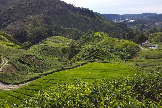 Cameron Highlands with Lunch Guided Day Tour (SIC/Shared Tour) - Key points at a glance