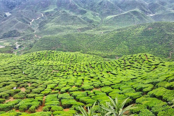Cameron Highlands with Lunch Guided Day Tour (SIC/Shared Tour) - Is a 12-hour day enough for Cameron Highlands?