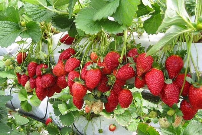 Day Trip to Cameron Highlands: Nature Escape from Kuala Lumpur - Why Cameron Highlands makes a worthwhile escape