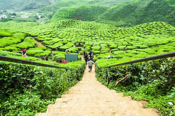 Day Trip to Cameron Highlands: Nature Escape from Kuala Lumpur - BOH Tea Estate is the day’s strongest stop