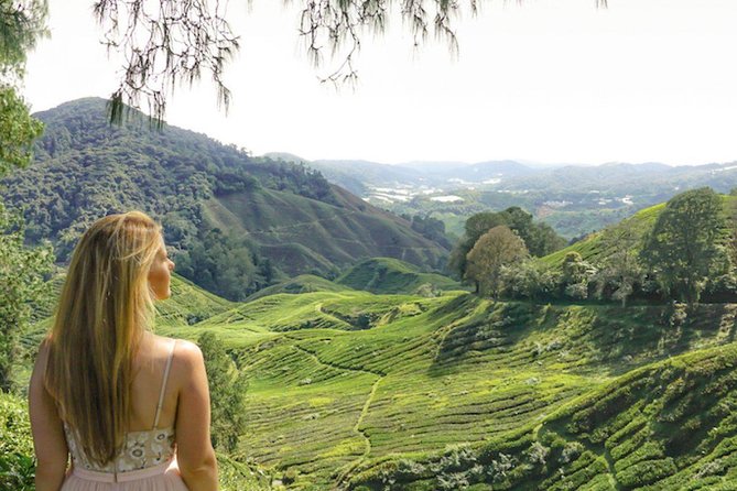Day Trip to Cameron Highlands: Nature Escape from Kuala Lumpur - Bee farms, butterflies, and Kea Farm