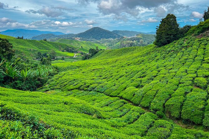 Elevate Your Senses: A Day of Wonders in Cameron Highlands! - Key points to know before booking