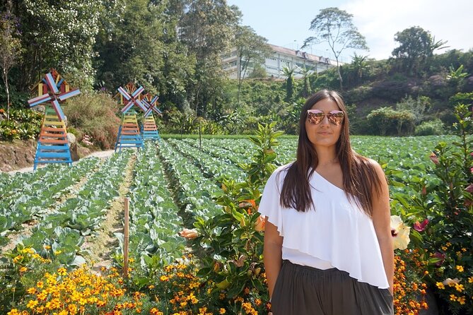 Elevate Your Senses: A Day of Wonders in Cameron Highlands! - Why Cameron Highlands makes a good day out from Kuala Lumpur