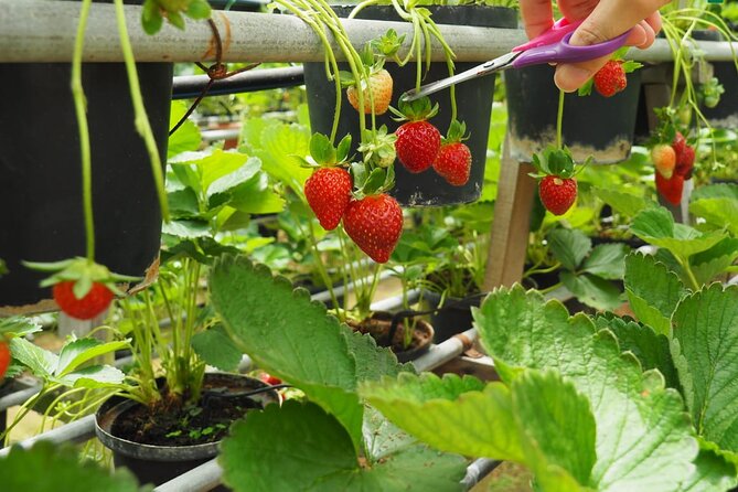 Elevate Your Senses: A Day of Wonders in Cameron Highlands! - Orchid and Rose Garden: flowers with a short visit