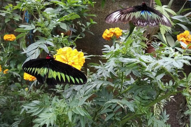 Elevate Your Senses: A Day of Wonders in Cameron Highlands! - Butterfly Garden: a gentle first look at local nature