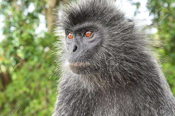 Fireflies Cruise with Batu Cave Visit and Seafood Dinner - Batu Caves and the 272-step climb
