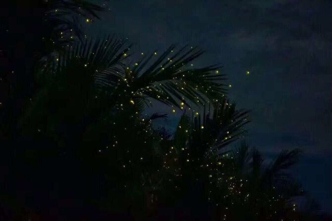 Fireflies & Silver leaf monkey Gazing tour - From Kuala Lumpur to the mangroves