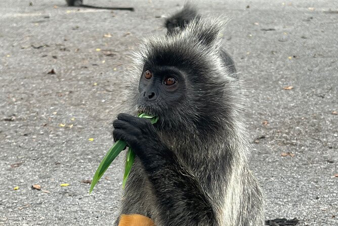 Fireflies & Silver leaf monkey Gazing tour - Bukit Melawati and the silver leaf monkeys