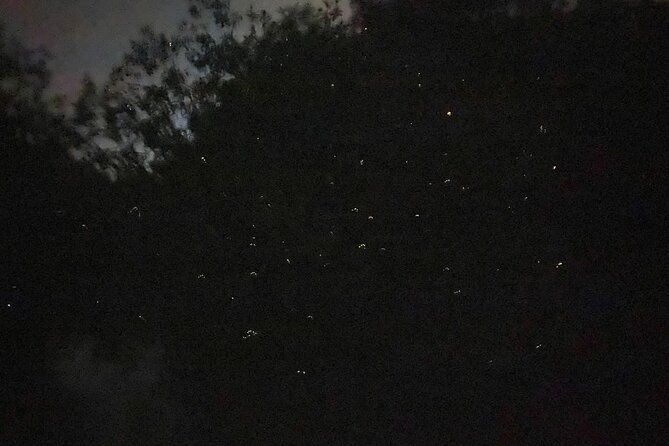 Fireflies & Silver leaf monkey Gazing tour - The firefly boat ride near Kampung Kuantan