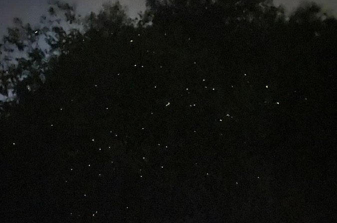 Fireflies & Silver leaf monkey Gazing tour - Optional eagle feeding, Blue Tears, and dinner