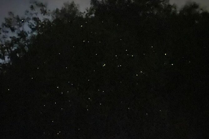 Fireflies & Silver leaf monkey Gazing tour - What the $57.27 price really buys