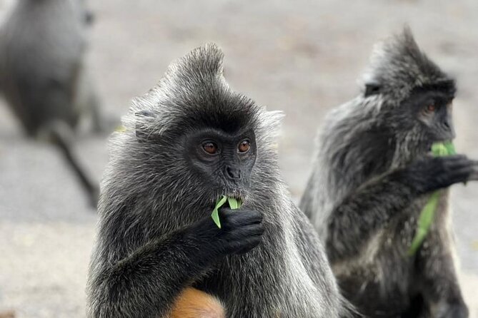 Fireflies & Silver leaf monkey Gazing tour - Sri Shakti Temple: a short cultural stop