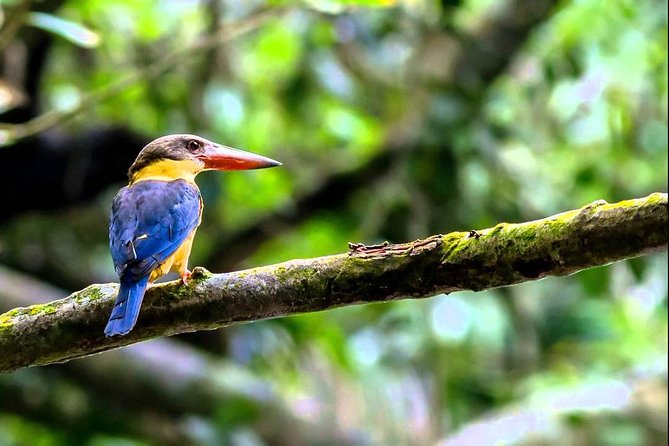 Fraser's Hill Bird-Watching & Nature Sightseeing Tour from Kuala Lumpur - Riding north in a private minivan