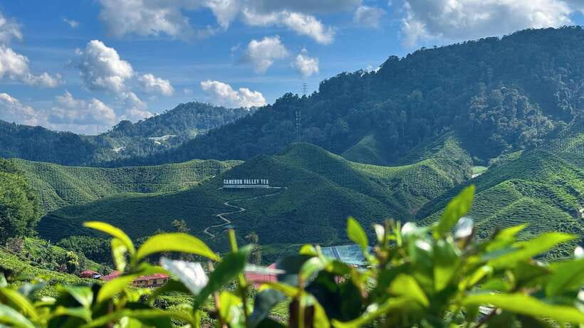 From Kuala Lumpur: Cameron Highlands Day Tour with Lunch - Key Points